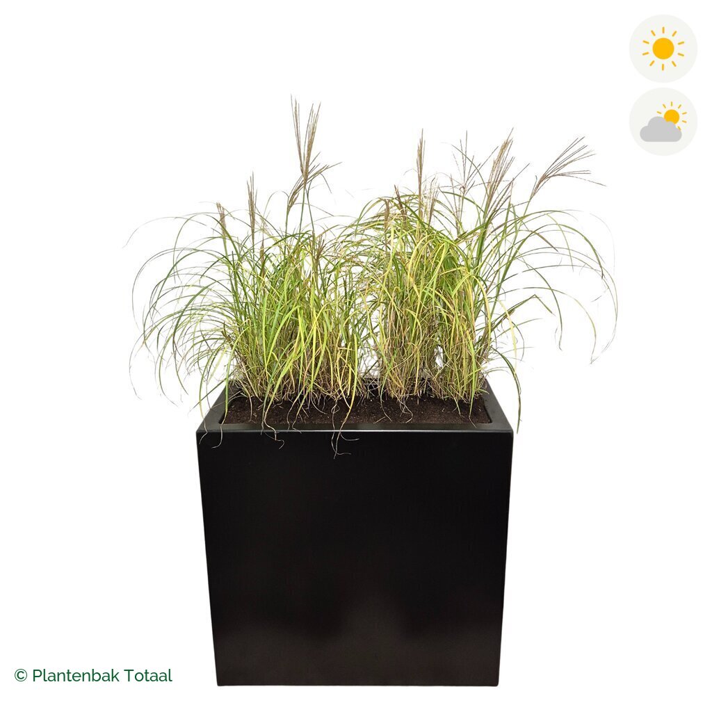 productfoto van plantenbak Aluminium Carrez Rechthoek Prachtriet