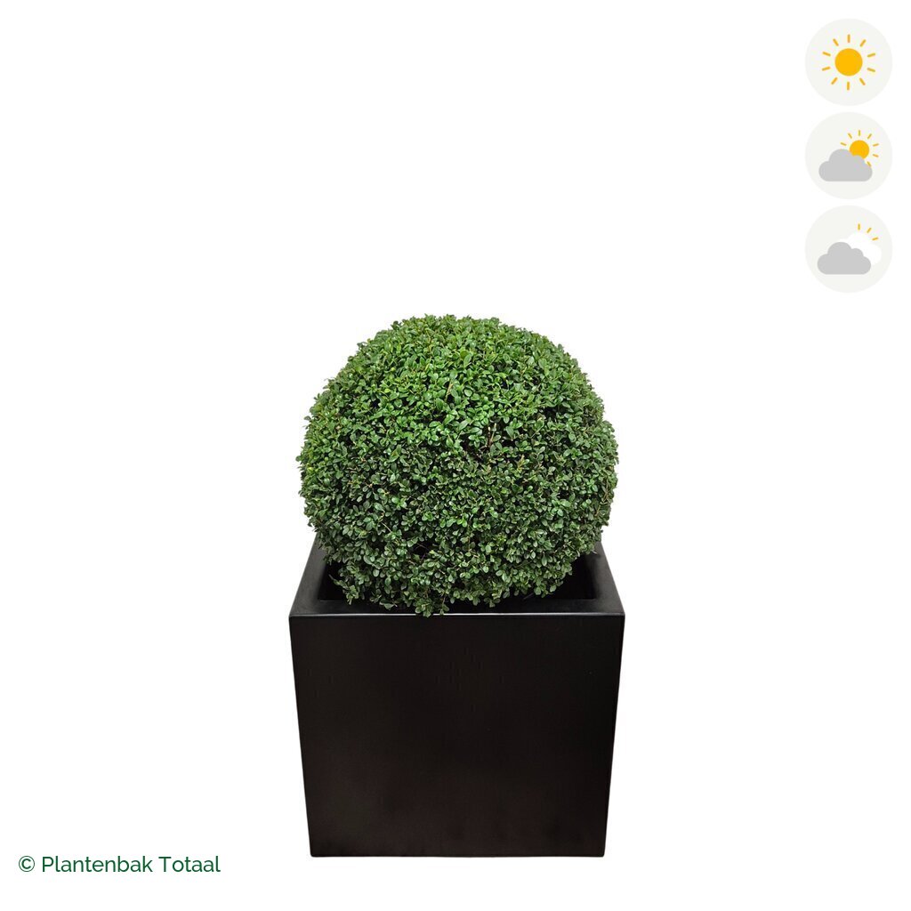 productfoto van plantenbak Aluminium Carrez Vierkant Japanse Hulst