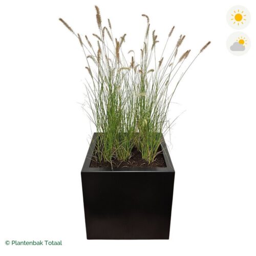 productfoto van plantenbak Aluminium Carrez Vierkant Lampenpoetsersgras