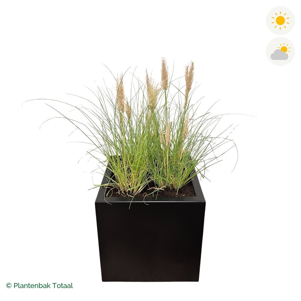 productfoto van plantenbak Aluminium Carrez Vierkant Pampasgras