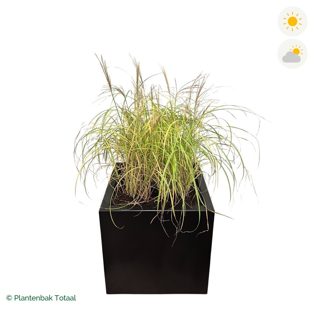 productfoto van plantenbak Aluminium Carrez Vierkant Prachtriet