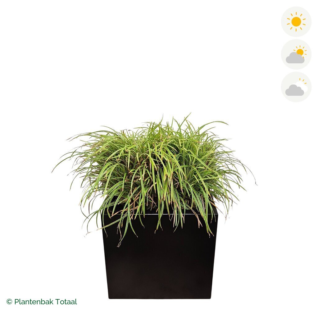 productfoto van plantenbak Aluminium Carrez Vierkant Zegge