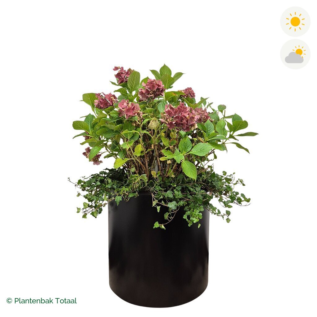 productfoto van plantenbak Aluminium Circum Boerenhortensia Combinatie