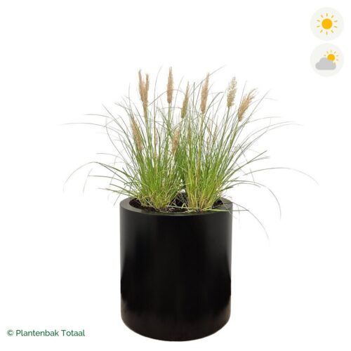 productfoto van plantenbak Aluminium Circum Pampasgras