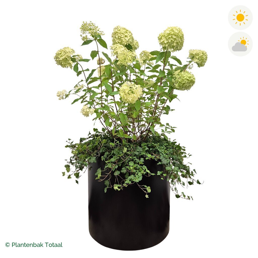 productfoto van plantenbak Aluminium Circum Pluimhortensia Combinatie
