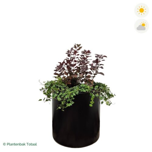productfoto van plantenbak Aluminium Circum Pruikenboom Combinatie