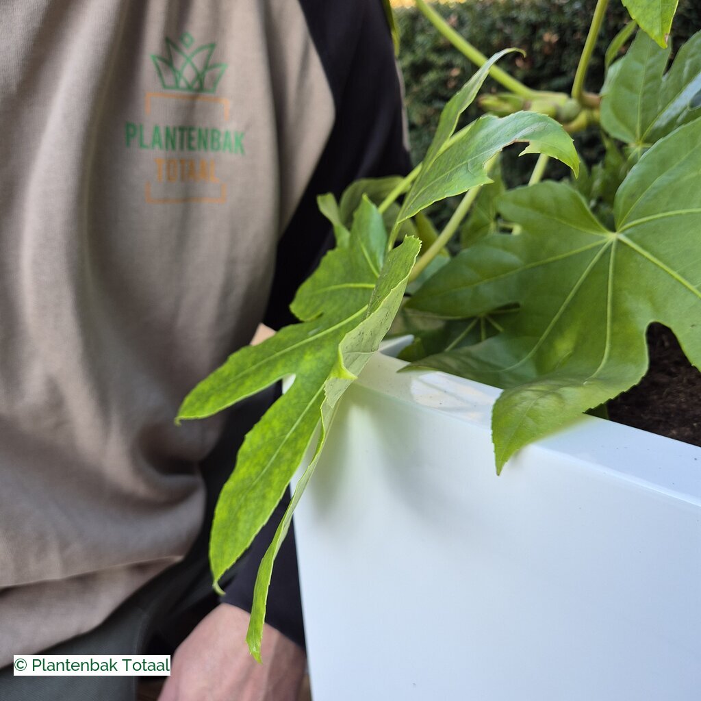 productlijn foto van plantenbak FF Block hoogglans wit vierkant