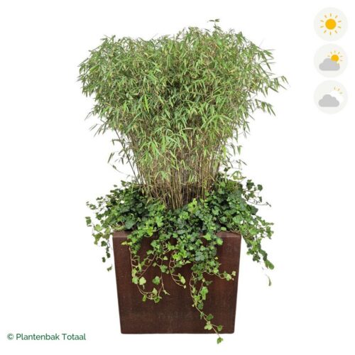 productfoto van plantenbak Cortenstaal Carrez Vierkant Bamboe Combinatie