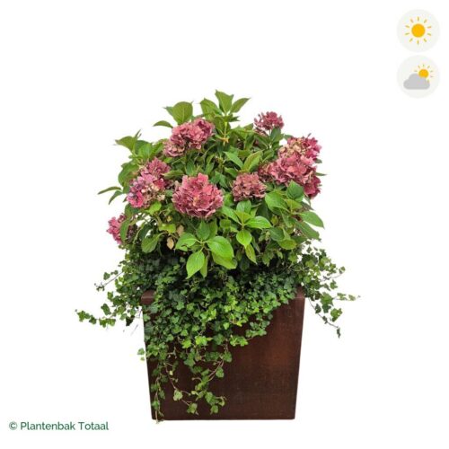 productfoto van plantenbak Cortenstaal Carrez Vierkant Boerenhortensia Combinatie
