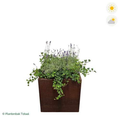 productfoto van plantenbak Cortenstaal Carrez Vierkant Lavendel Combinatie