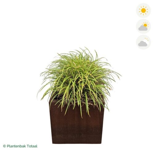 productfoto van plantenbak Cortenstaal Carrez Vierkant Zegge