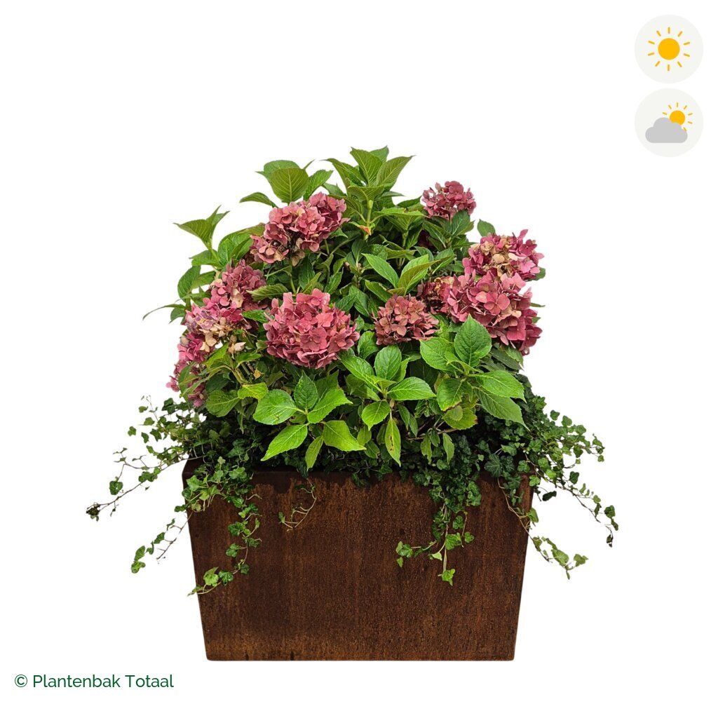 productfoto van plantenbak Cortenstaal Carrez Rechthoek Boerenhortensia Combinatie