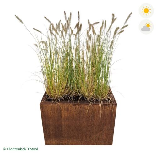 productfoto van plantenbak Cortenstaal Carrez Rechthoek Lampenpoetsersgras