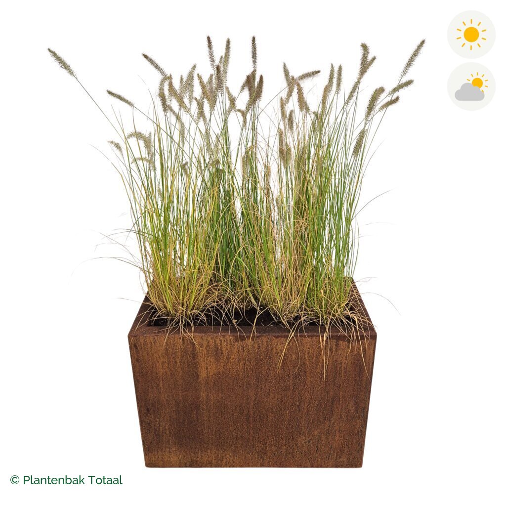 productfoto van plantenbak Cortenstaal Carrez Rechthoek Lampenpoetsersgras