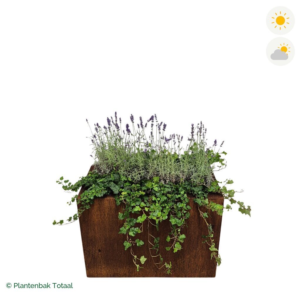 productfoto van plantenbak Cortenstaal Carrez Rechthoek Lavendel Combinatie