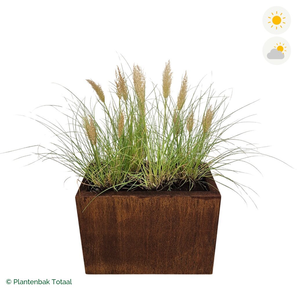 productfoto van plantenbak Cortenstaal Carrez Rechthoek Pampasgras