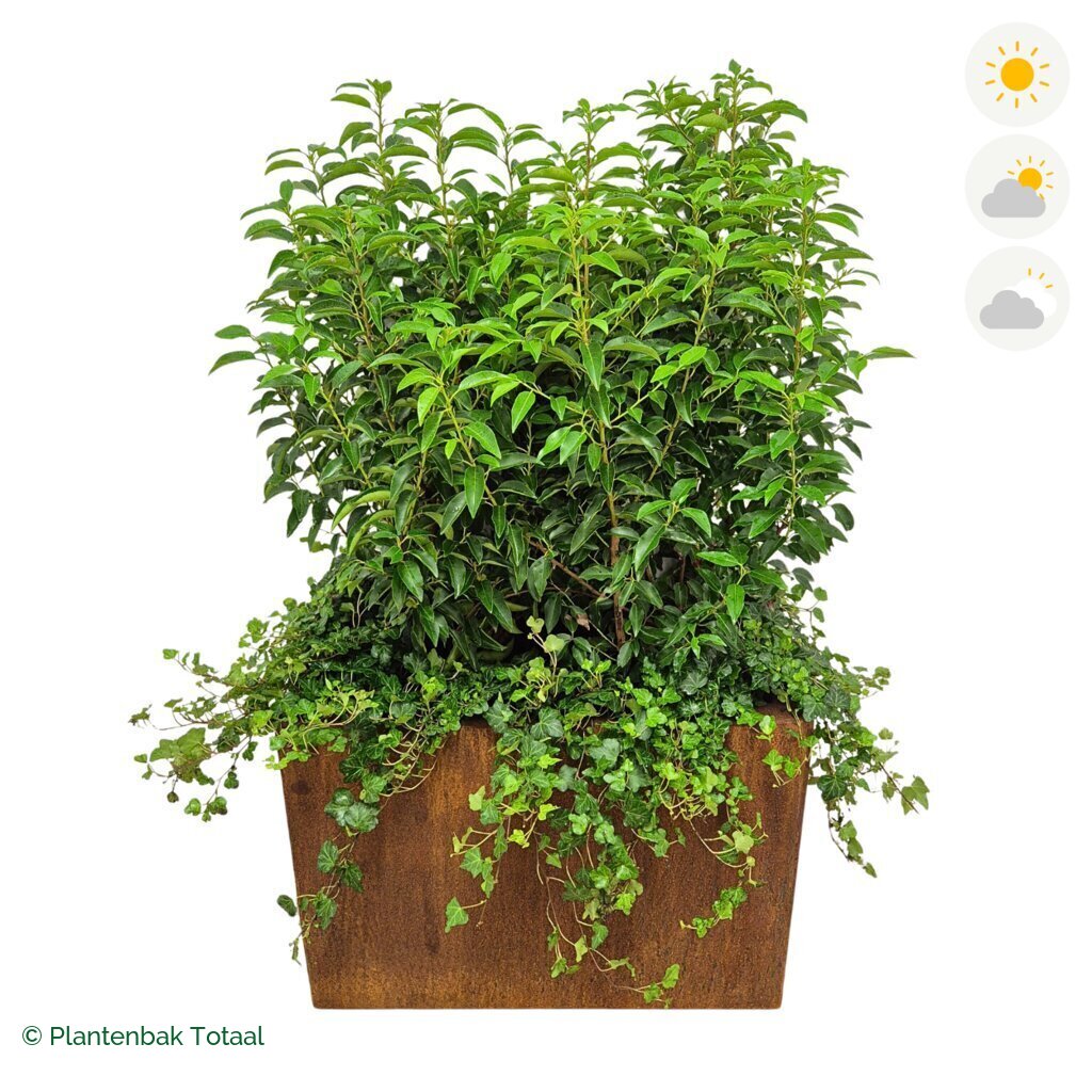 productfoto van plantenbak Cortenstaal Carrez Rechthoek Portugese Laurier