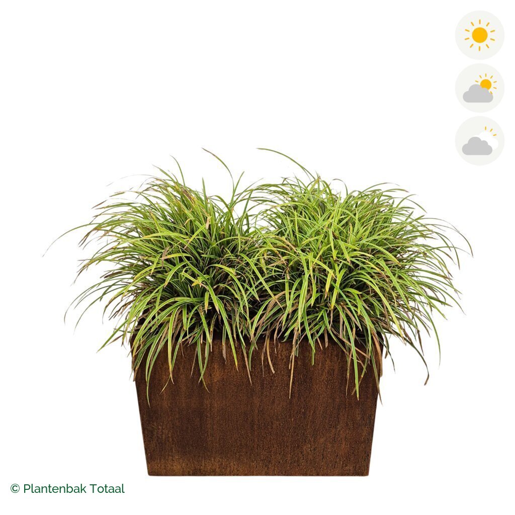 productfoto van plantenbak Cortenstaal Carrez Rechthoek Zegge
