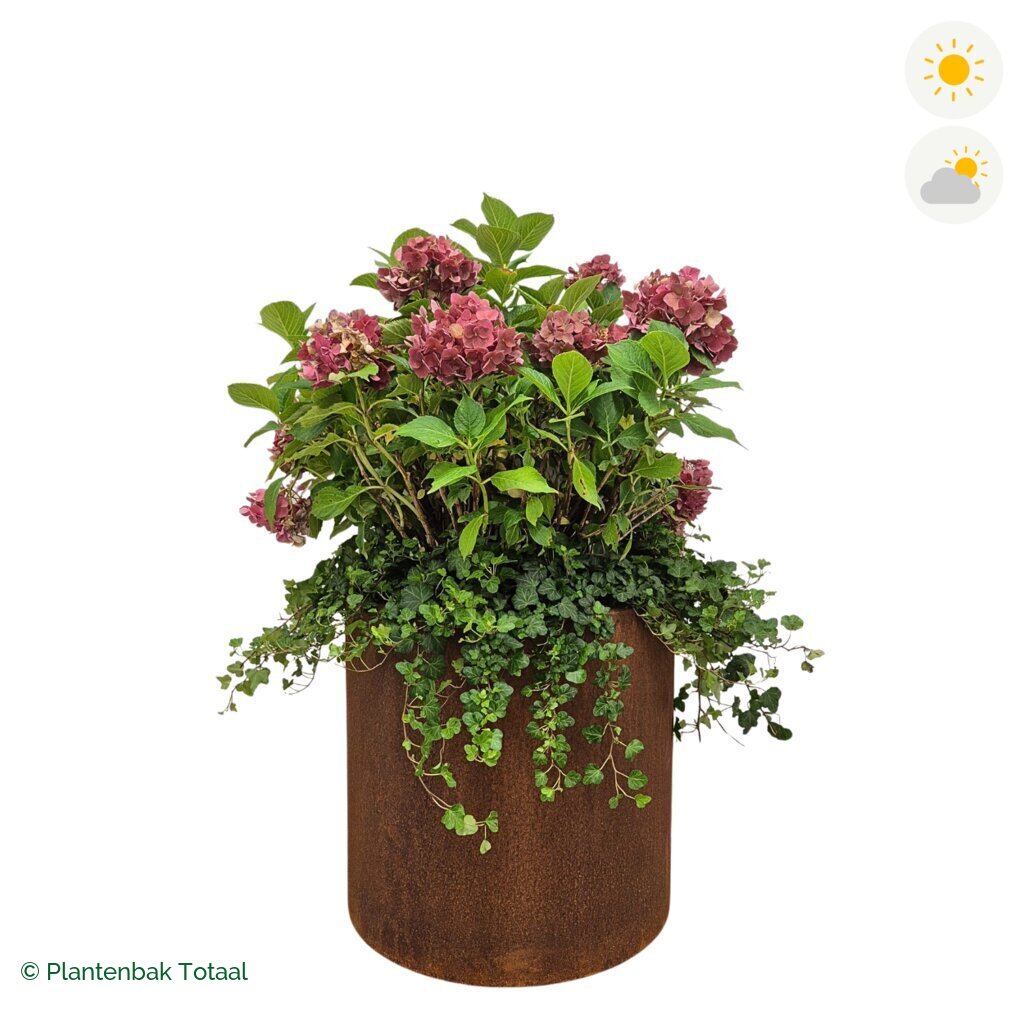 productfoto van plantenbak Cortenstaal Circum Boerenhortensia Combinatie