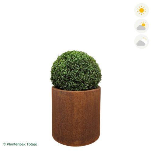 productfoto van plantenbak Cortenstaal Circum Japanse Hulst
