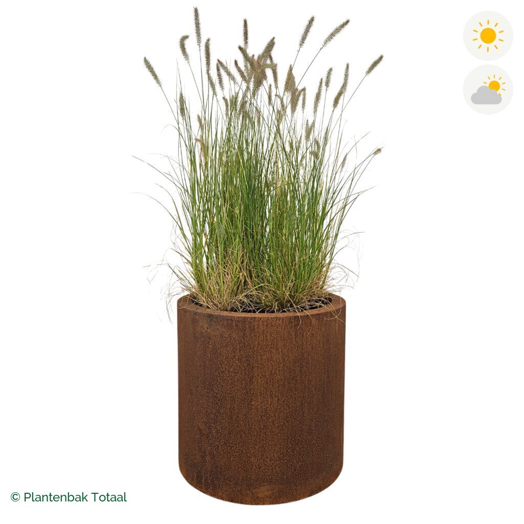 productfoto van plantenbak Cortenstaal Circum Lampenpoetsersgras