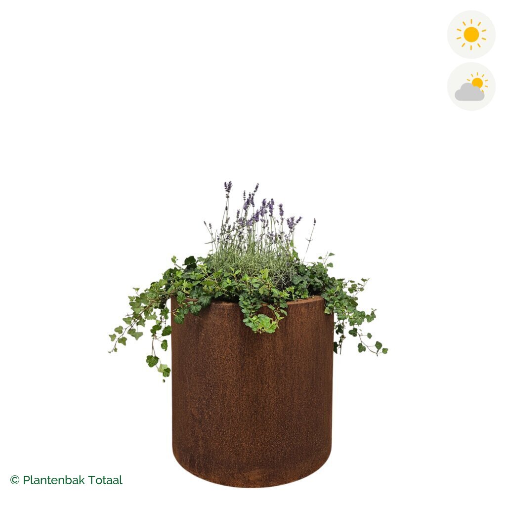 productfoto van plantenbak Cortenstaal Circum Lavendel Combinatie