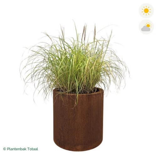productfoto van plantenbak Cortenstaal Circum Prachtriet