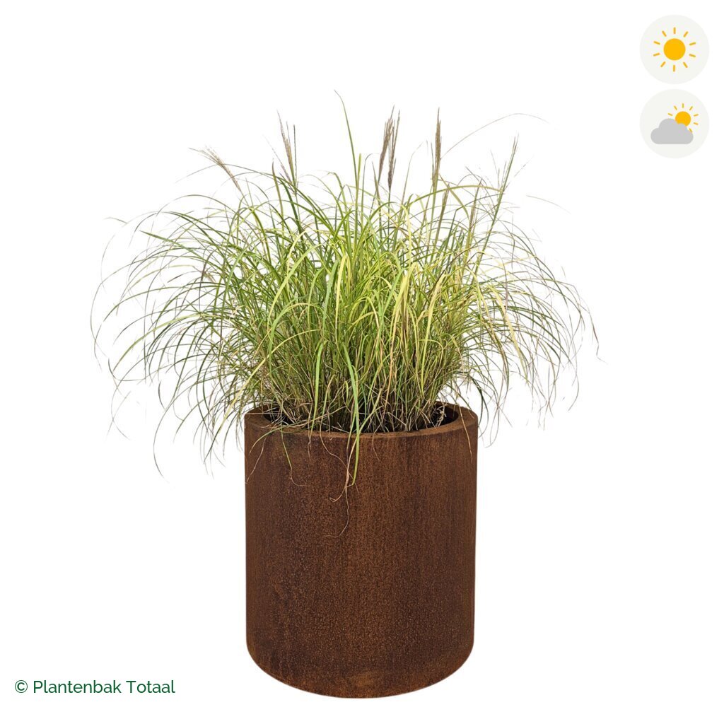 productfoto van plantenbak Cortenstaal Circum Prachtriet