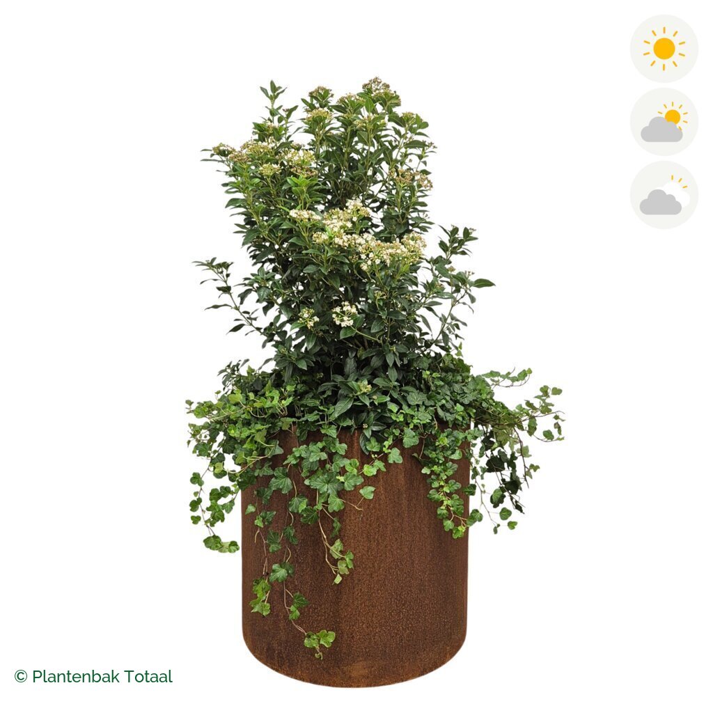 productfoto van plantenbak Cortenstaal Circum Sneeuwbal Combinatie