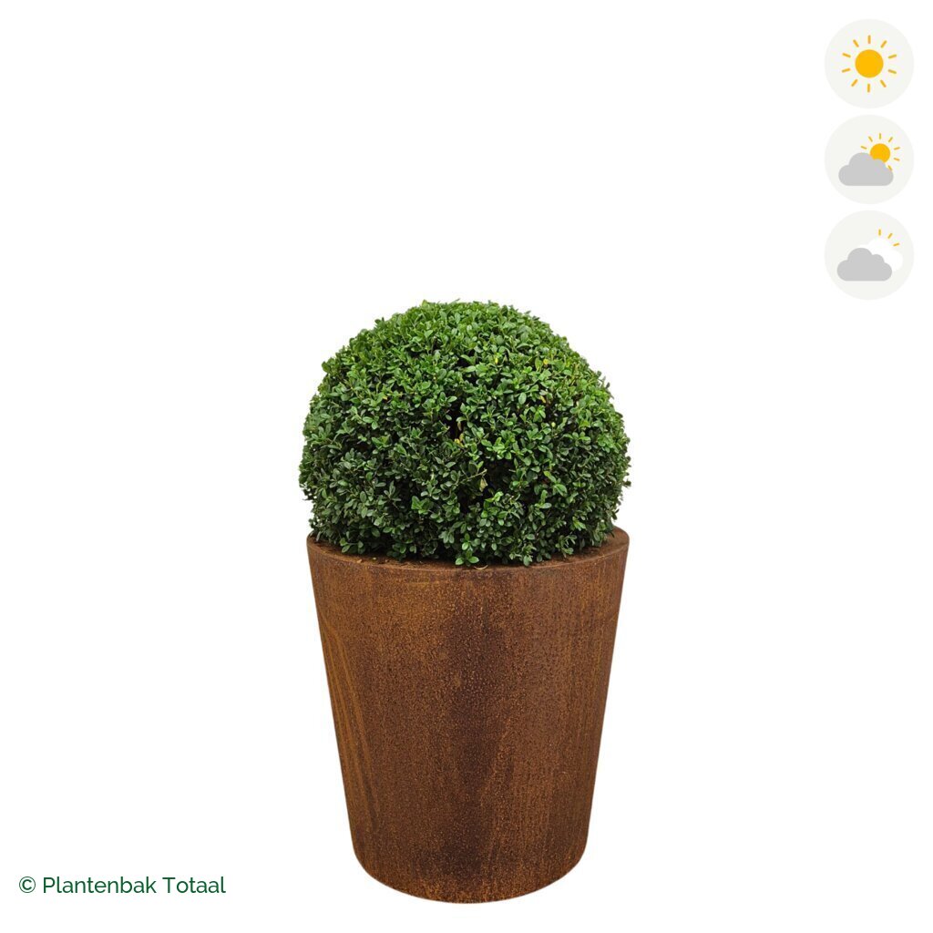 productfoto van plantenbak Cortenstaal Conic Japanse Hulst