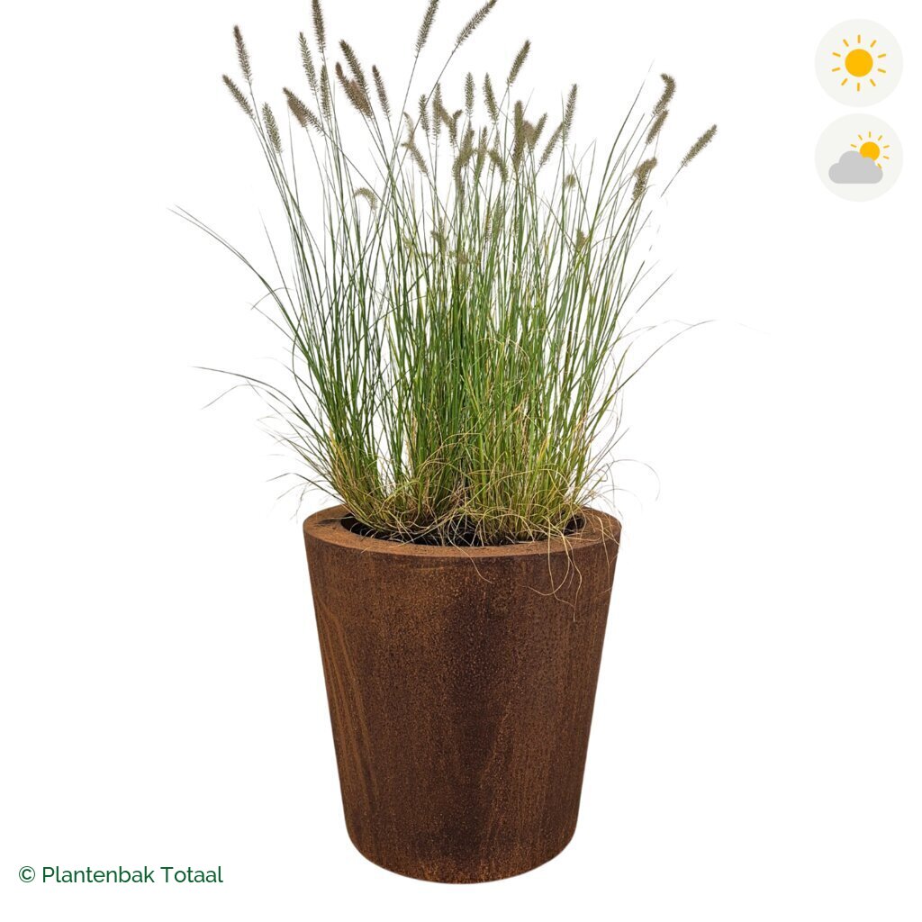 productfoto van plantenbak Cortenstaal Conic Lampenpoetsersgras