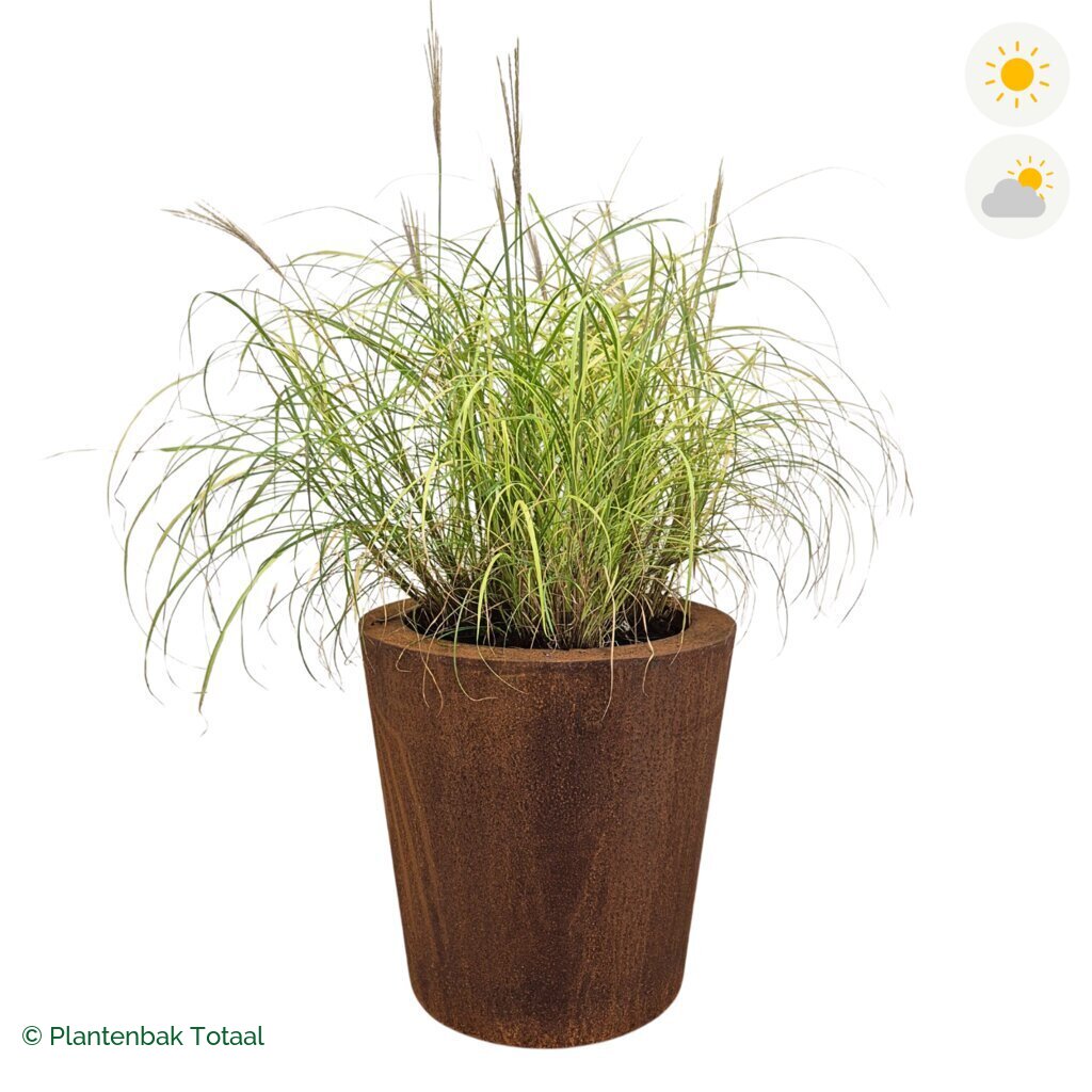productfoto van plantenbak Cortenstaal Conic Prachtriet