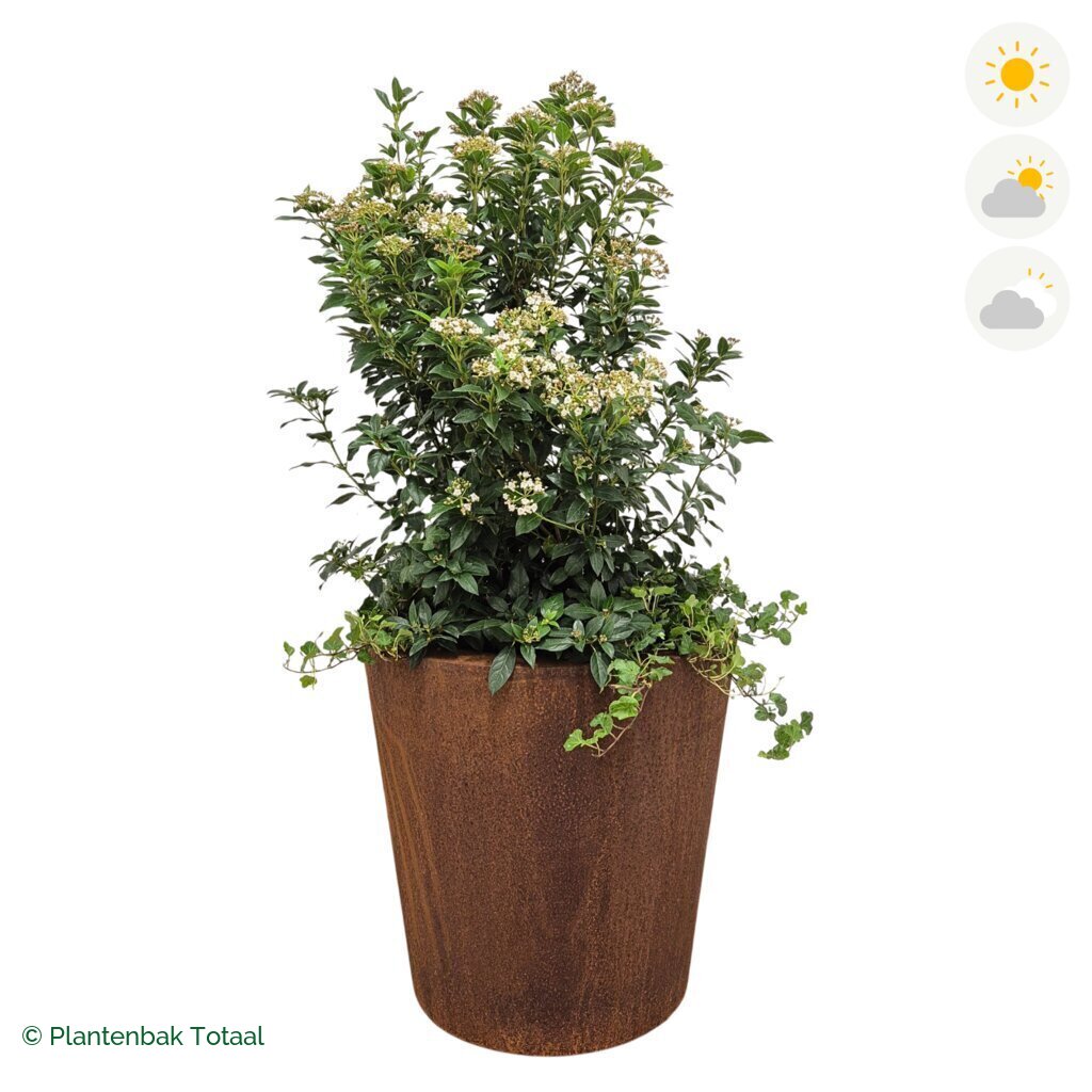productfoto van plantenbak Cortenstaal Conic Sneeuwbal Combinatie