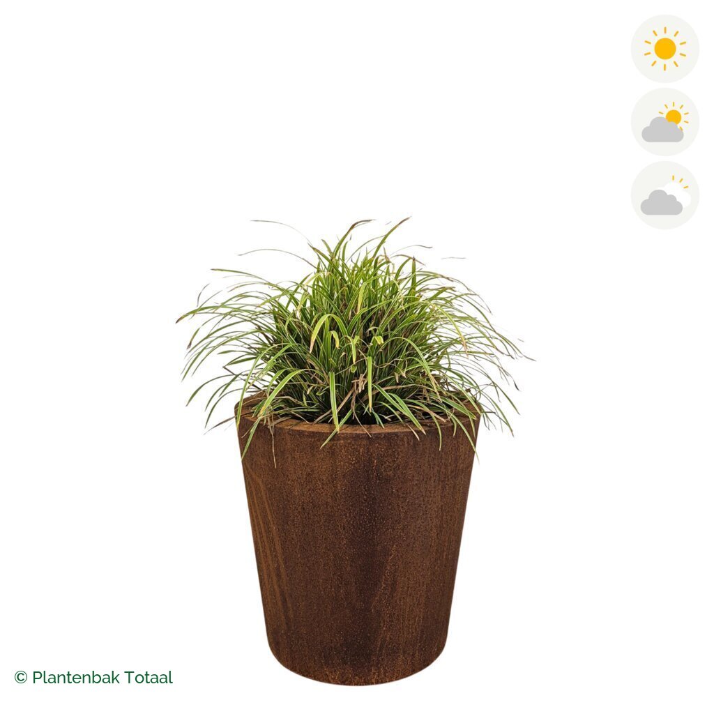 productfoto van plantenbak Cortenstaal Conic Zegge