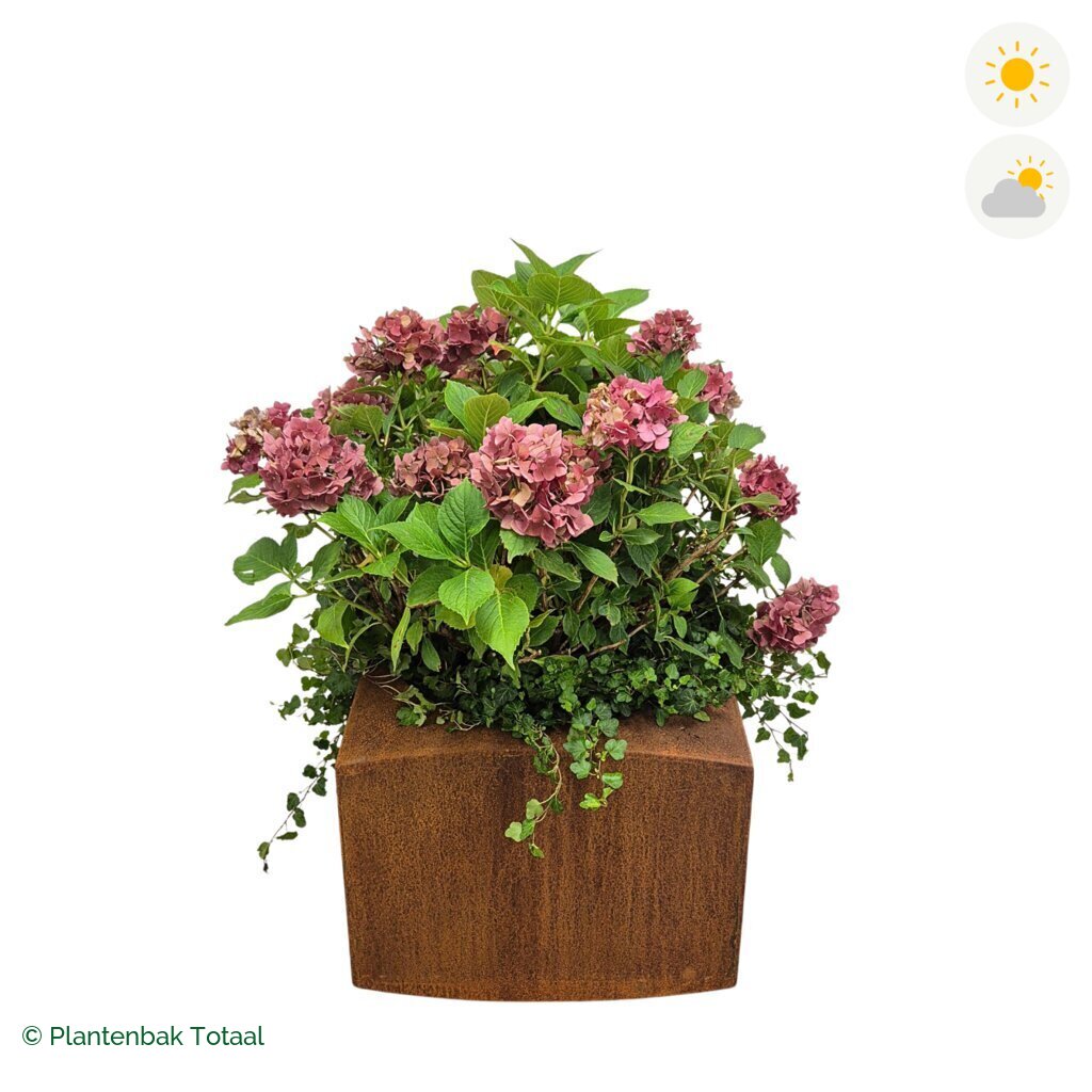 productfoto van plantenbak Cortenstaal Nooa Boerenhortensia Combinatie