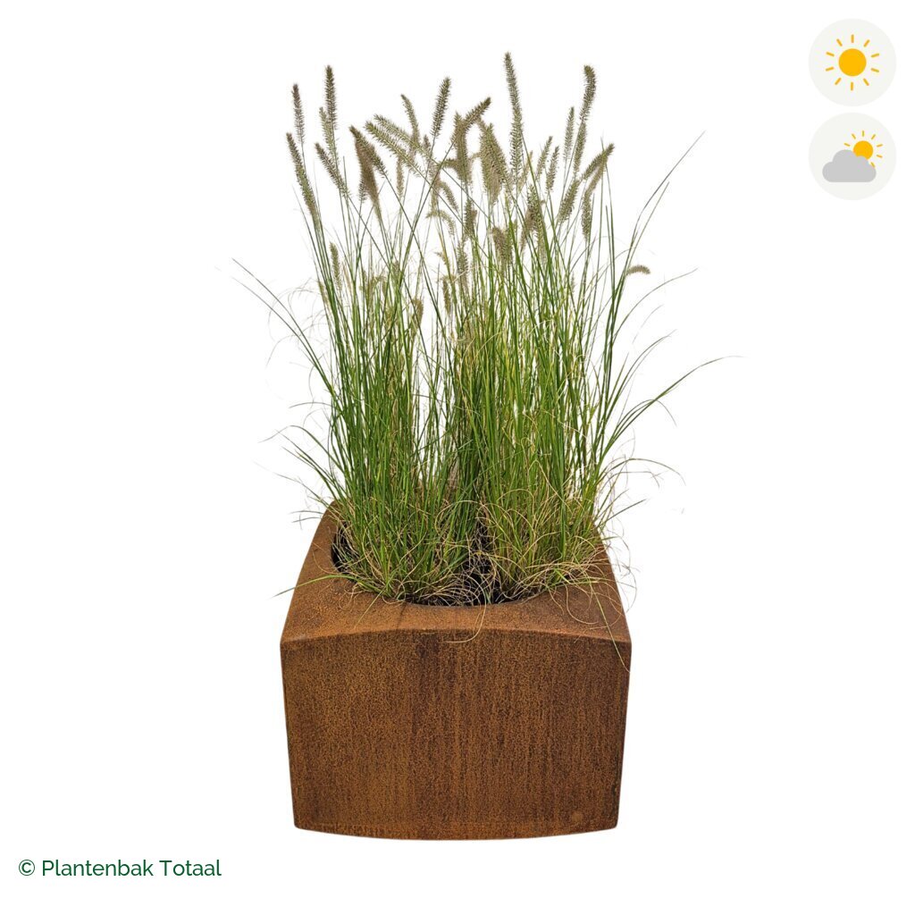 productfoto van plantenbak Cortenstaal Nooa Lampenpoetsersgras