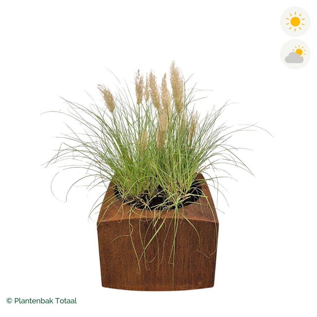 productfoto van plantenbak Cortenstaal Nooa Pampasgras
