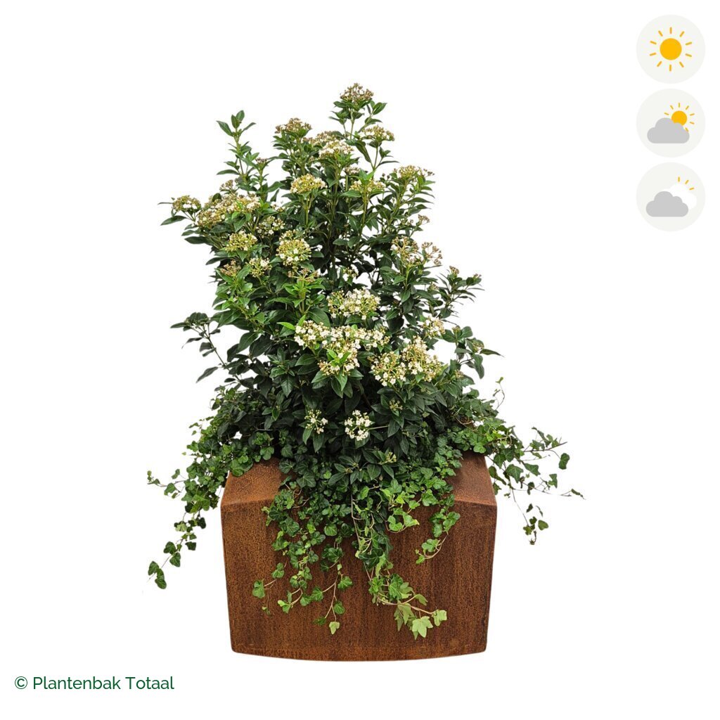 productfoto van plantenbak Cortenstaal Nooa Sneeuwbal Combinatie