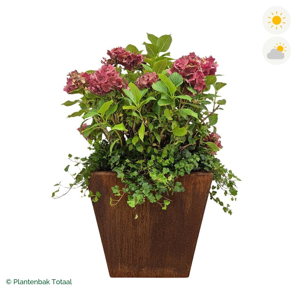 productfoto van plantenbak Cortenstaal Tap Boerenhortensia Combinatie