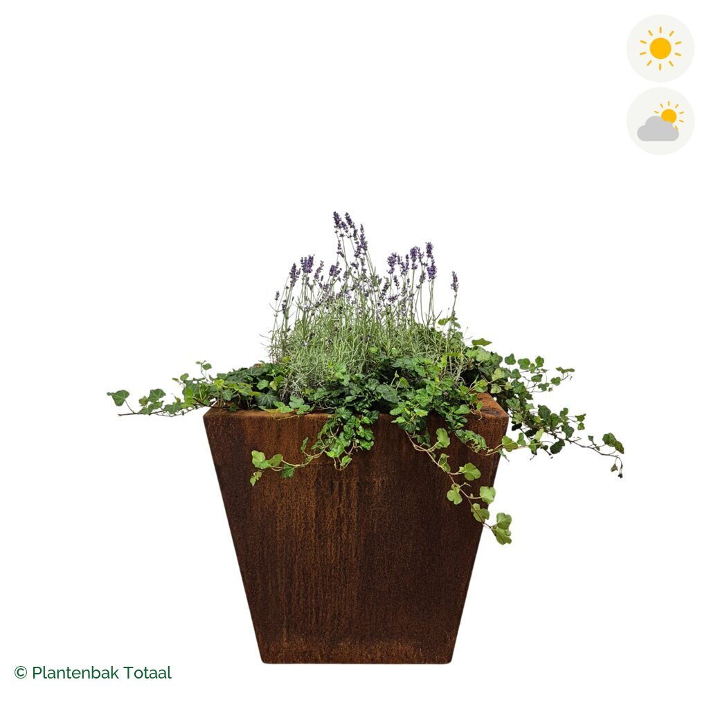 productfoto van plantenbak Cortenstaal Tap Lavendel Combinatie