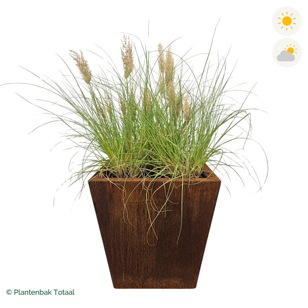 productfoto van plantenbak Cortenstaal Tap Pampasgras