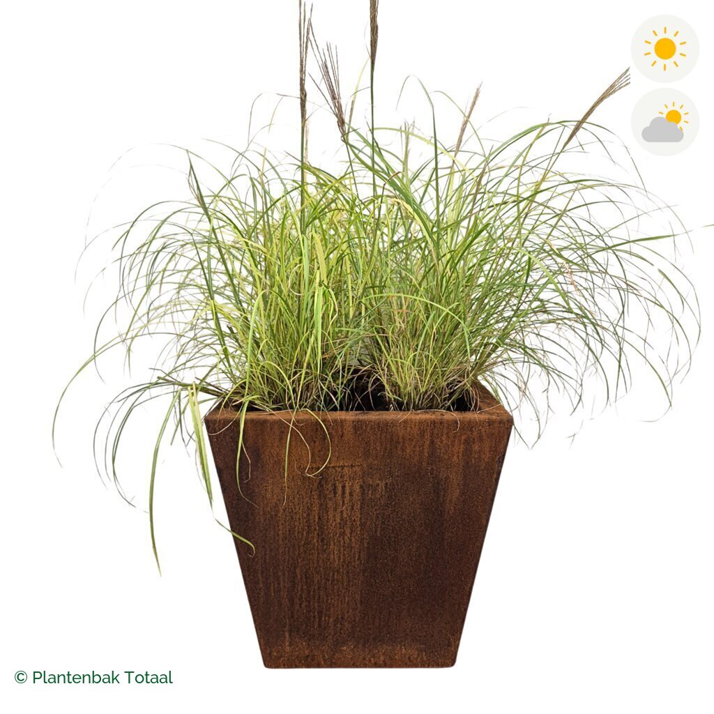 productfoto van plantenbak Cortenstaal Tap Prachtriet