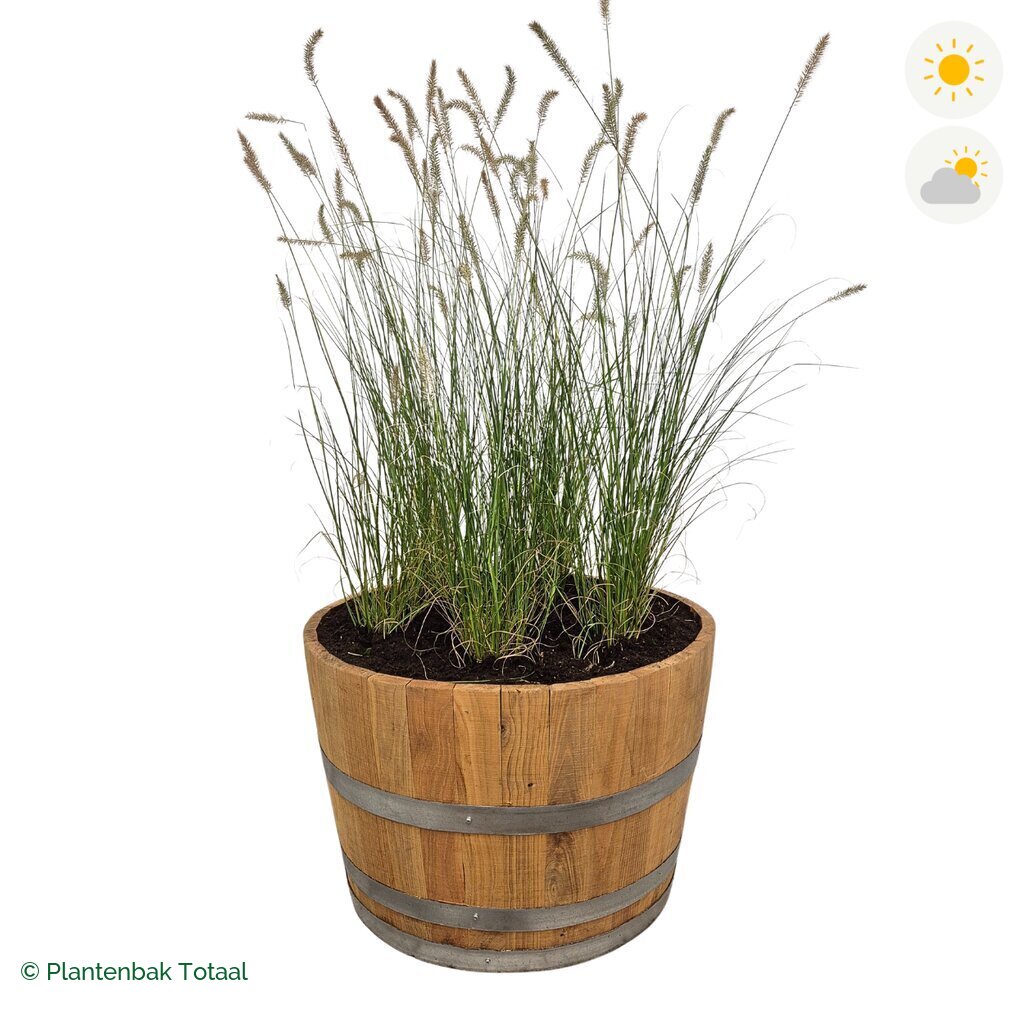 productfoto van plantenbak Eikenhout Half Wijnvat Lampenpoetsersgras