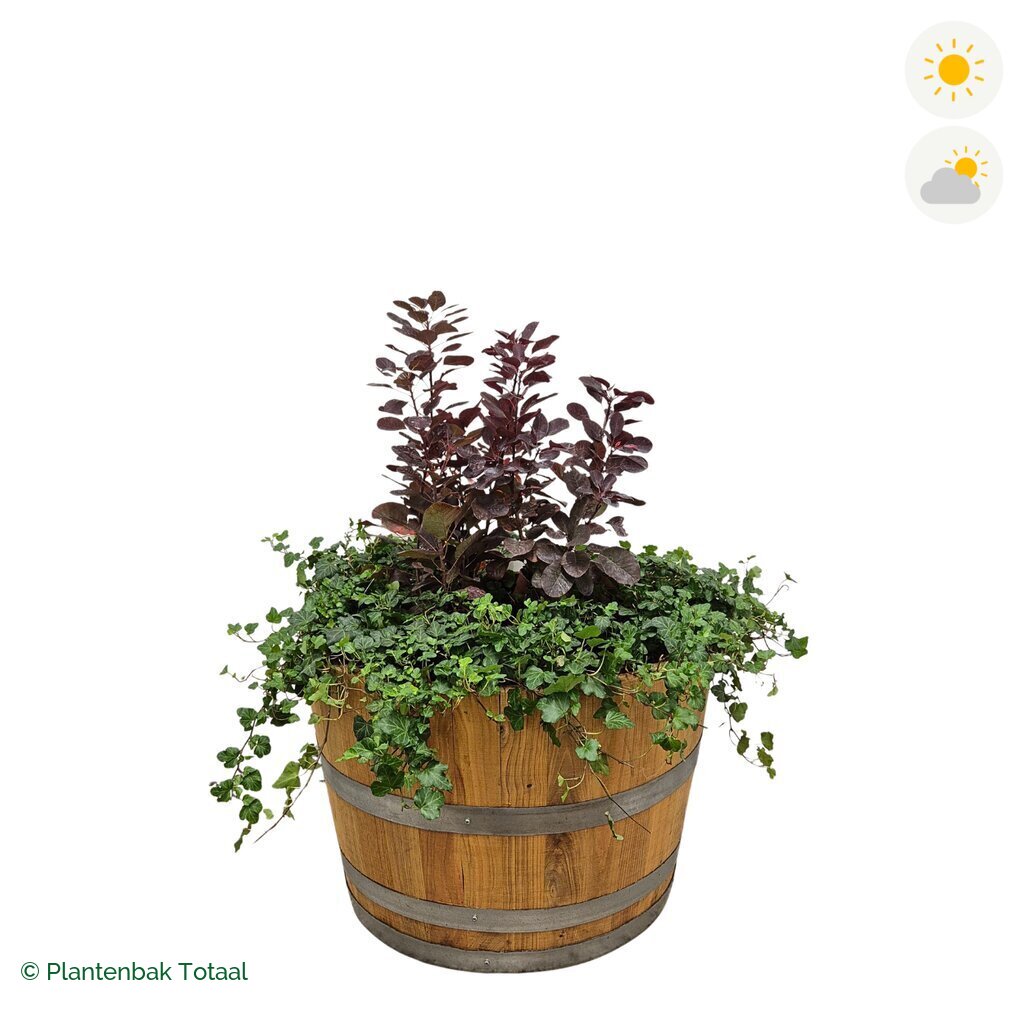 productfoto van plantenbak Eikenhout Half Wijnvat Pruikenboom Combinatie