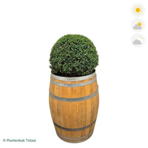 productfoto van plantenbak Eikenhout Wijnvat Japanse Hulst