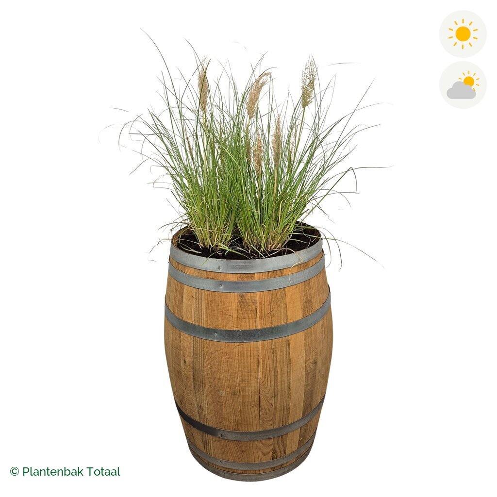 productfoto van plantenbak Eikenhout Wijnvat Pampasgras