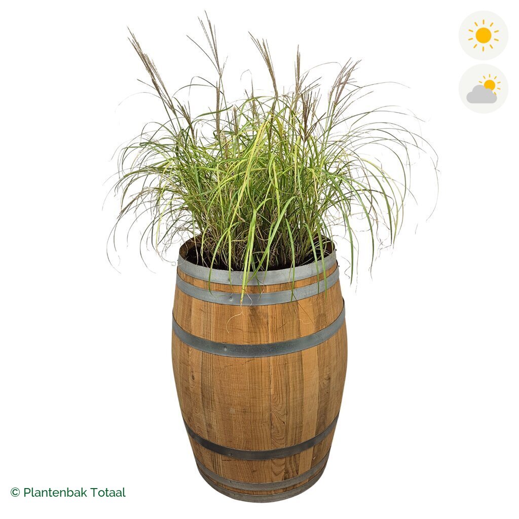 productfoto van plantenbak Eikenhout Wijnvat Prachtriet