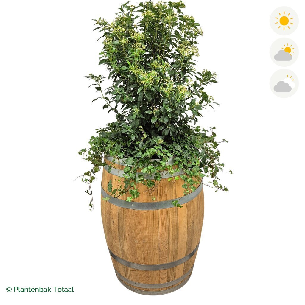 productfoto van plantenbak Eikenhout Wijnvat Sneeuwbal Combinatie