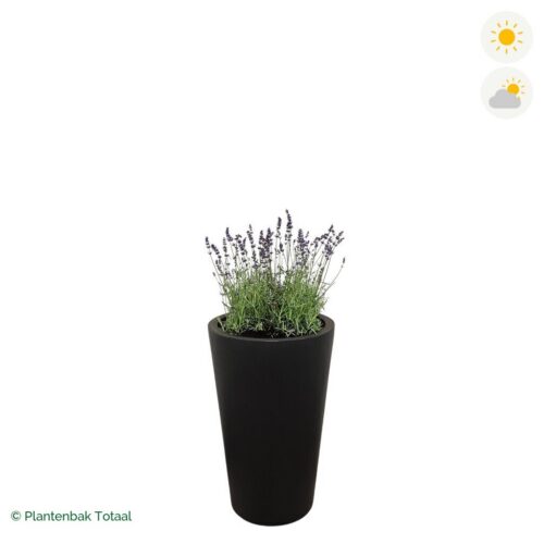 productfoto van plantenbak Fiberstone Belle Lavendel Combinatie