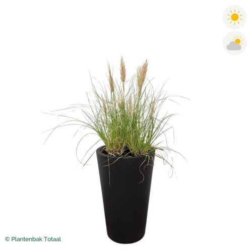 productfoto van plantenbak Fiberstone Belle Pampasgras